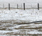 lunging-banner