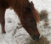 NAL3303_horsebehavior_1024