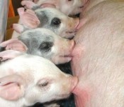 Photo courtesy of the Animal Science Image Gallery