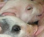 NAL4298_nursingpiglets_banner