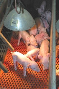 NAL4305_pigletsunderheatlamp_550 piglets