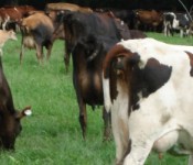 NAL4581_grazingdairycows_crop