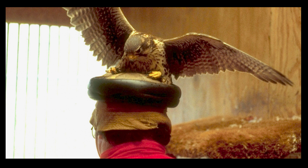 falcon hats