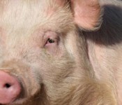 Pig_banner