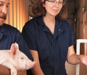 pig_gene