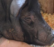 piggy_banner