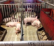 Piglet-2482-med