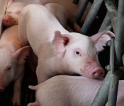Pigs-ED