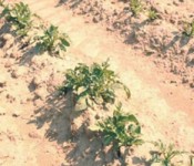 potato plants