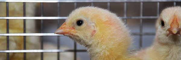 poultry-banner
