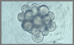 bovine embryo
