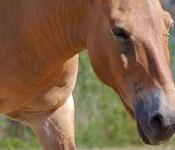 Przewalski_Horse