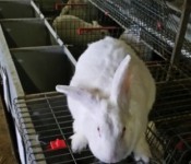 rabbit