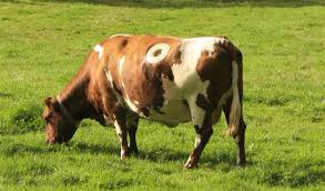 Rumen Cannula 2