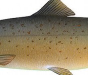 salmon