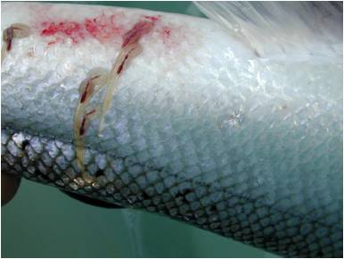 Sea lice feed on salmon tissue. A new way to administer medication to fish could improve fish health. Photo from Wikimedia Commons.