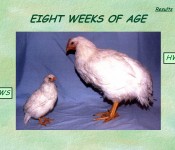 Selection for Growth in Chickens