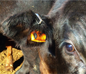 senoorcalf