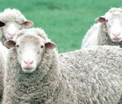 Sheep in Iowa.