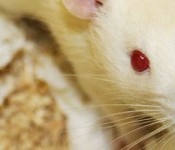 sprague_rat
