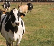 standing_cow_banner