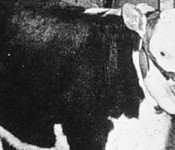 steer_banner
