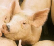 swine_coproducts_banner