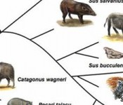 swine_evolution