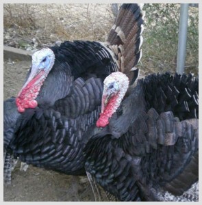 tom_turkey