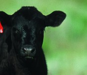 Photo courtesy of USDA Natural Resources Conservation Service