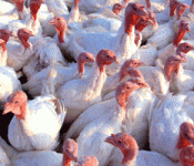 turkeys