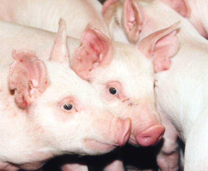 weanlingpigs