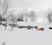Photo from: http://igrow.org/livestock/beef/understanding-what-happened/