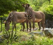 zebras150213